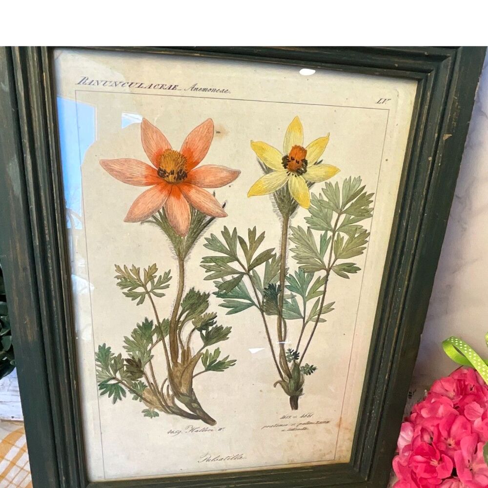 Antique botanical illustration Pulsatilla plant Pasque flower - Picture 3 of 7